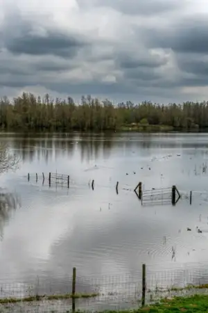 Cheia no Baixo Mondego poderá impedir produção de arroz